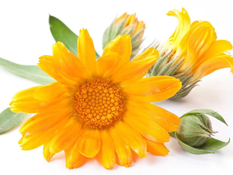 Les bienfaits de l'huile de Calendula