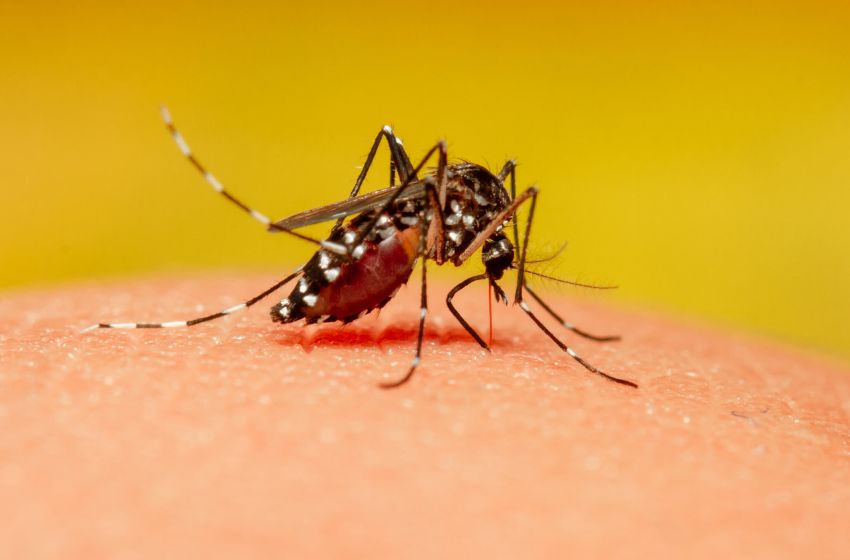 Le paludisme: la recherche dans la nature modifie les moustiques pour bloquer la transmission