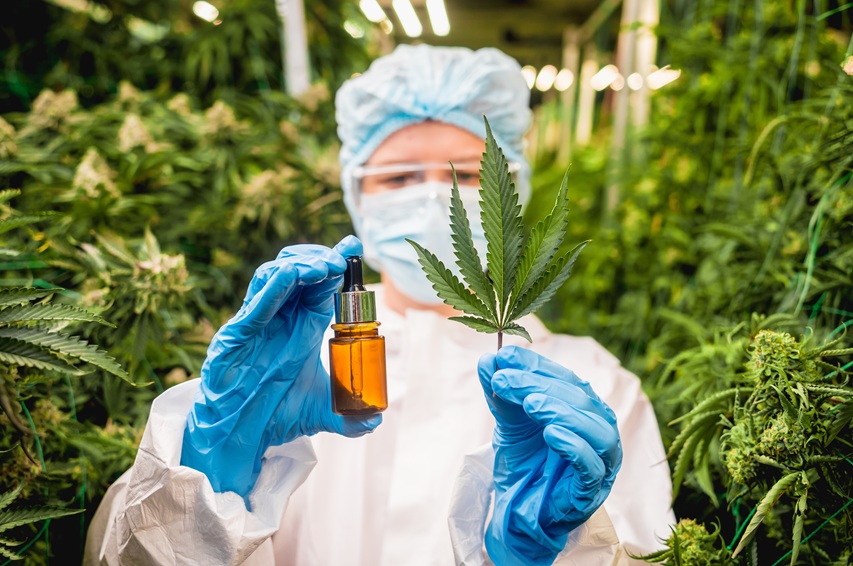 Les autorisations d’importation de cannabis augmentent de 29% en 2026