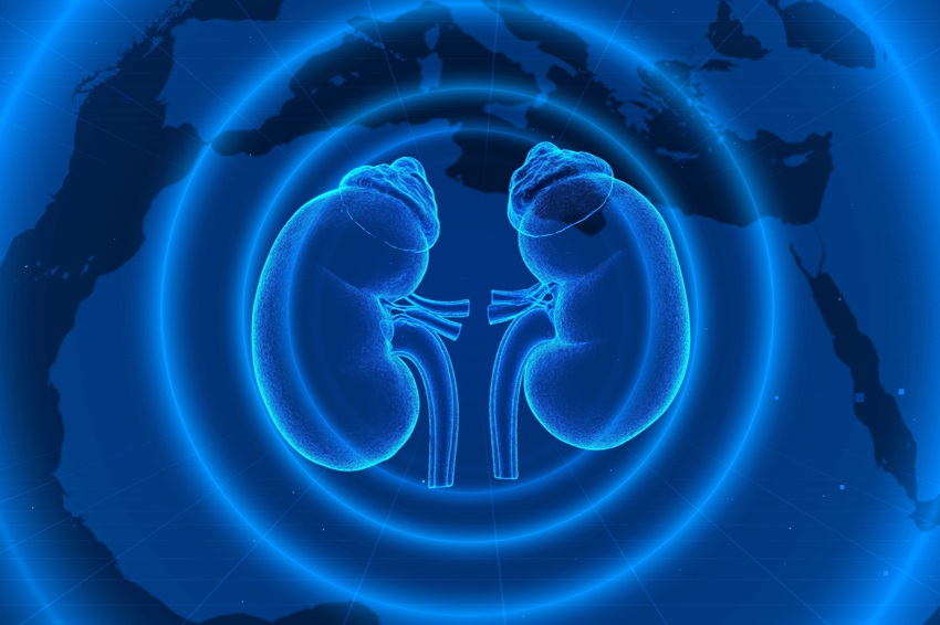 Une étude révèle un sous-diagnostic de la maladie rénale chronique au Brésil